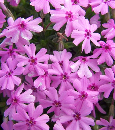 Creeping Phlox Fort Hill